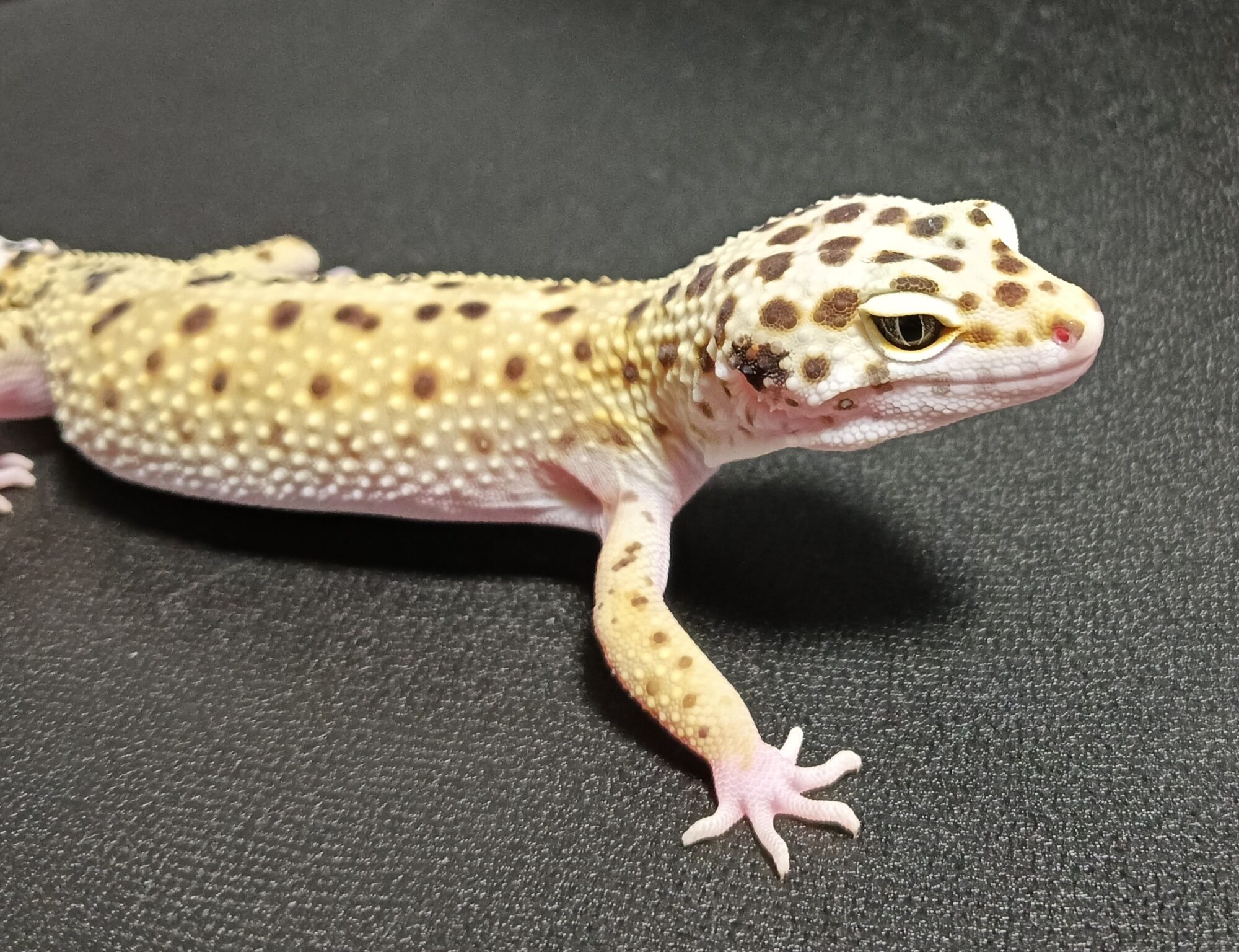ヒョウモントカゲモドキ 販売