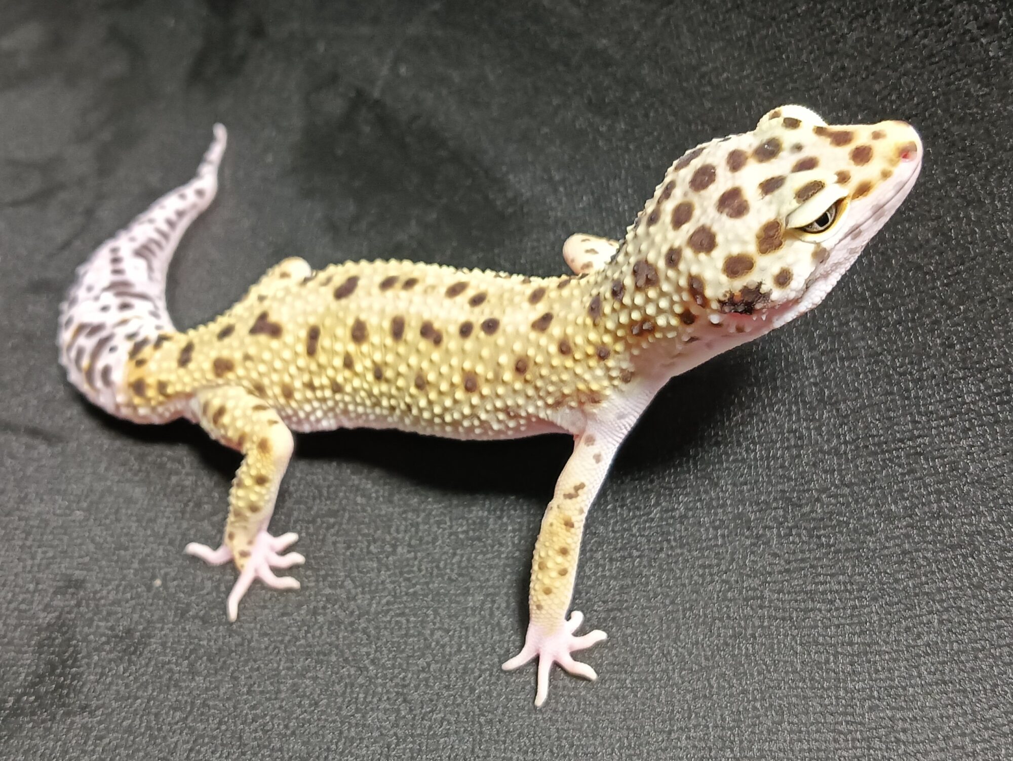 ヒョウモントカゲモドキ　販売