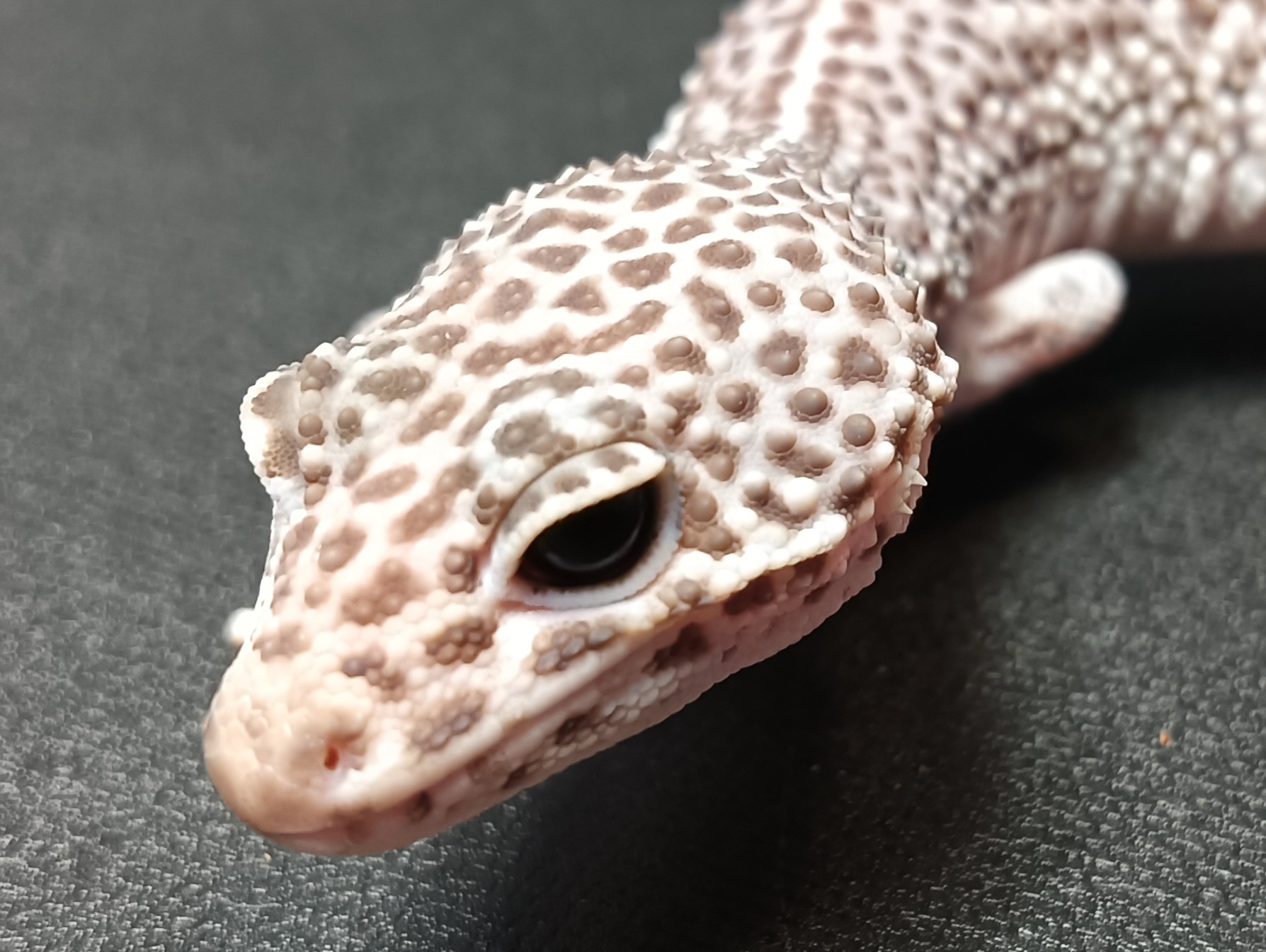 ヒョウモントカゲモドキ　HT5726