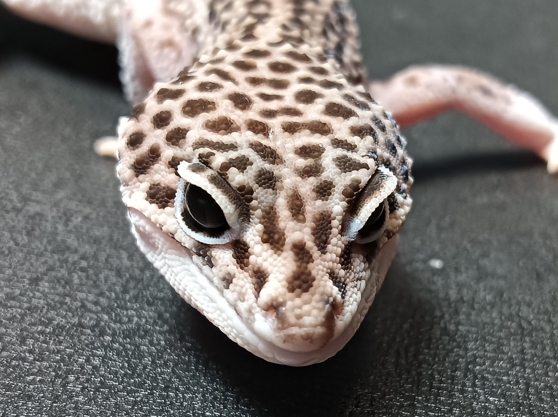 ヒョウモントカゲモドキ　HT5826