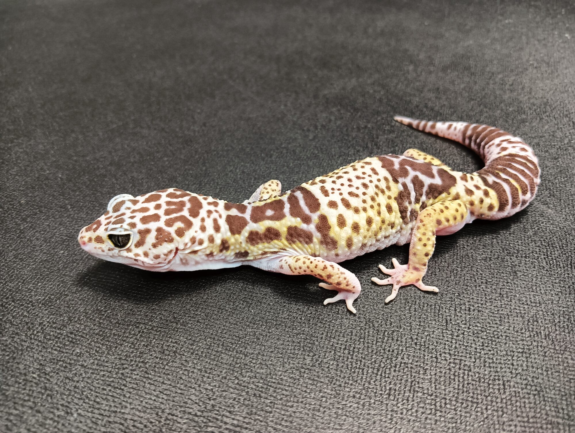 ダイオウトカゲモドキ　販売