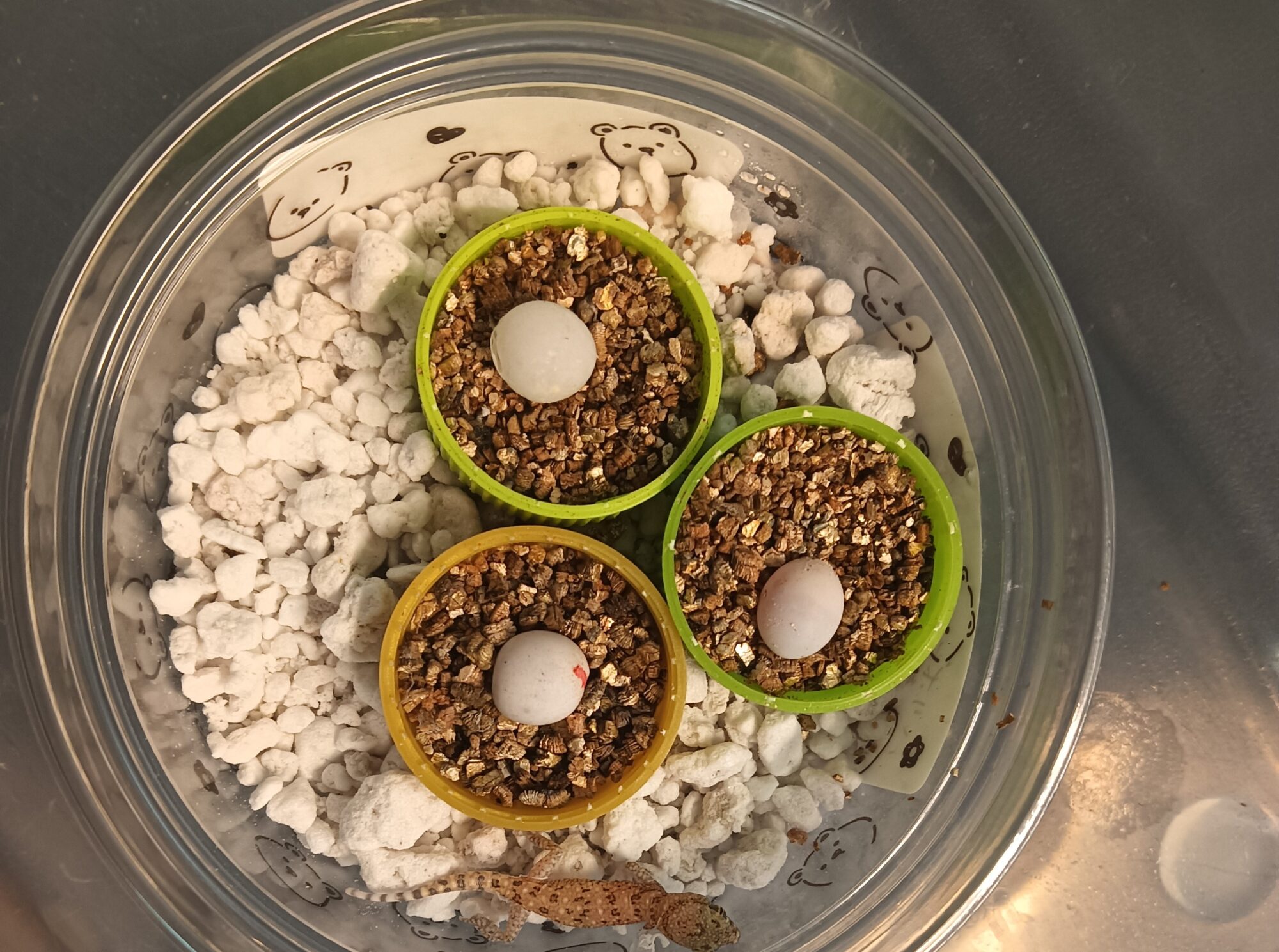 エレガンスボウユビヤモリ　販売