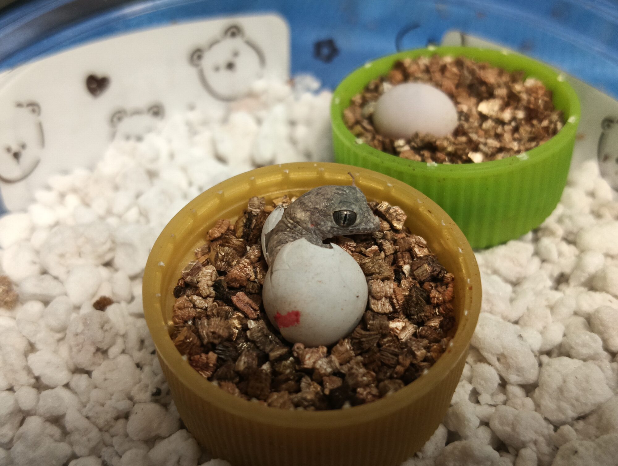 エレガンスボウユビヤモリ　販売