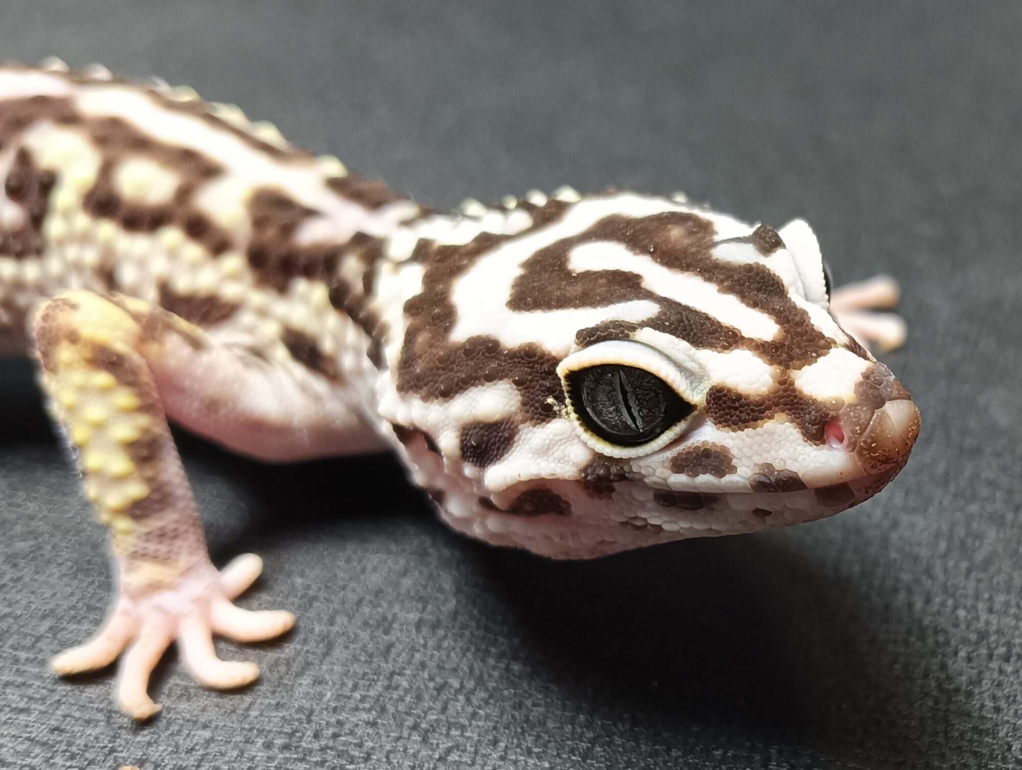 オバケトカゲモドキ　販売