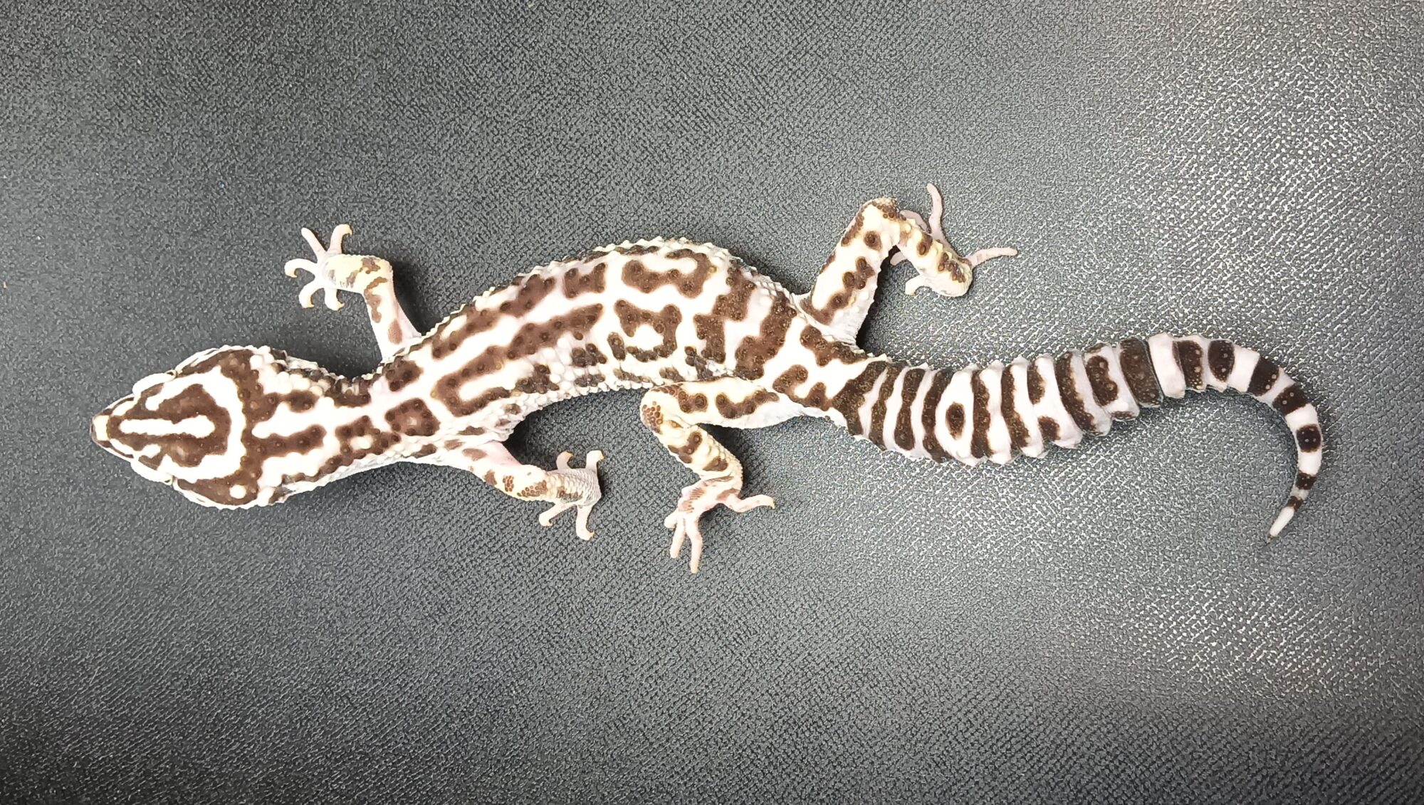 オバケトカゲモドキ　販売