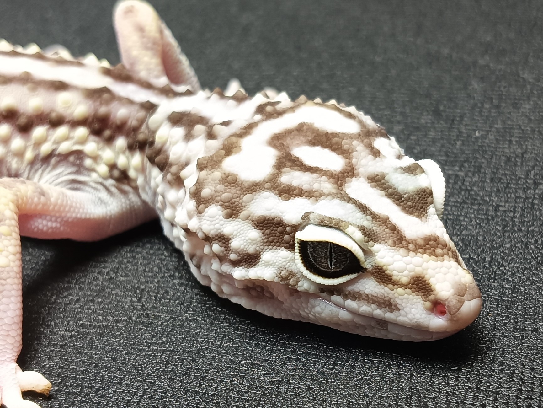 オバケトカゲモドキ　販売