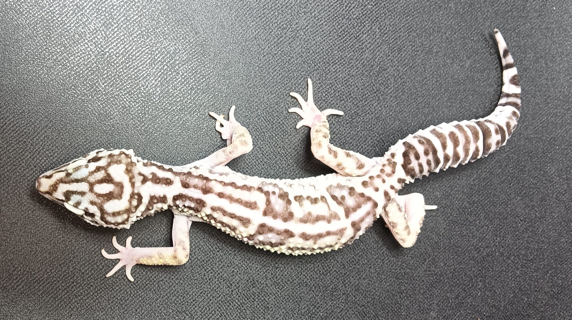 オバケトカゲモドキ　販売