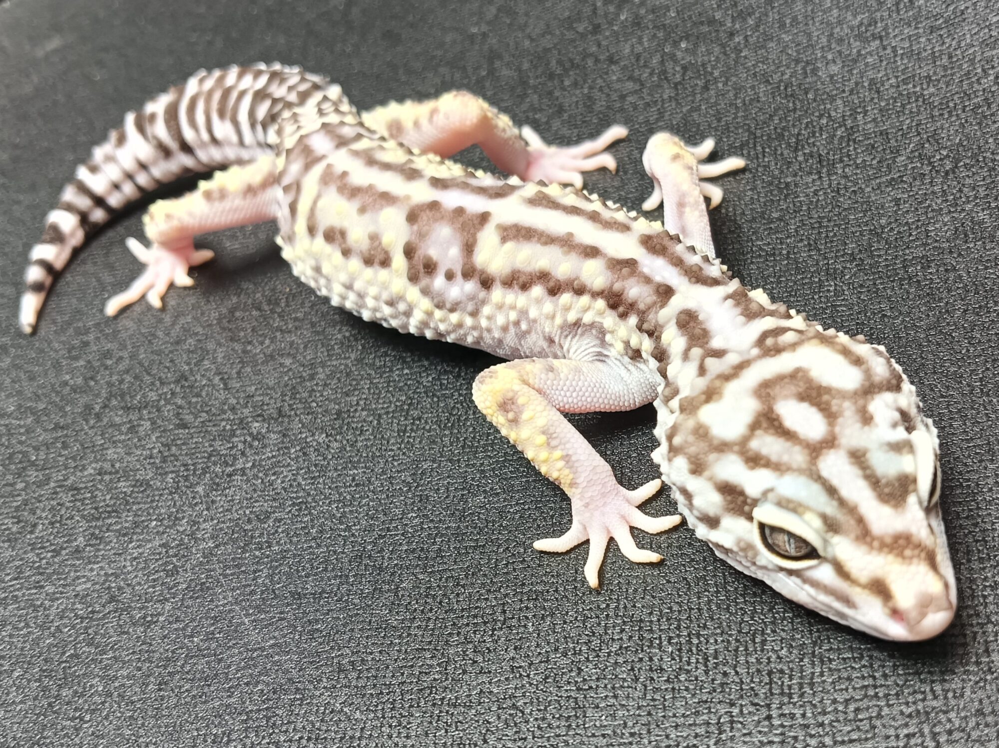 オバケトカゲモドキ　販売