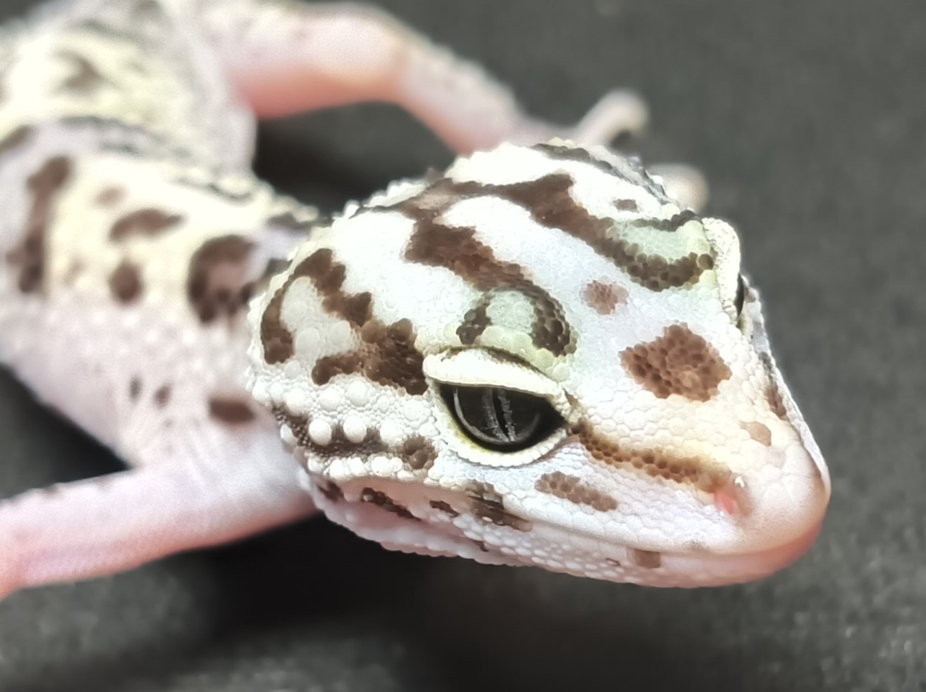 オバケトカゲモドキ　イーラム　販売