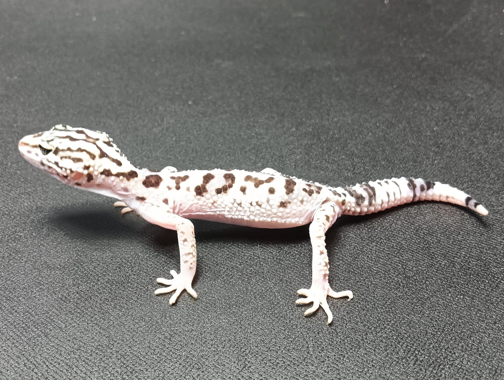 オバケトカゲモドキ　販売