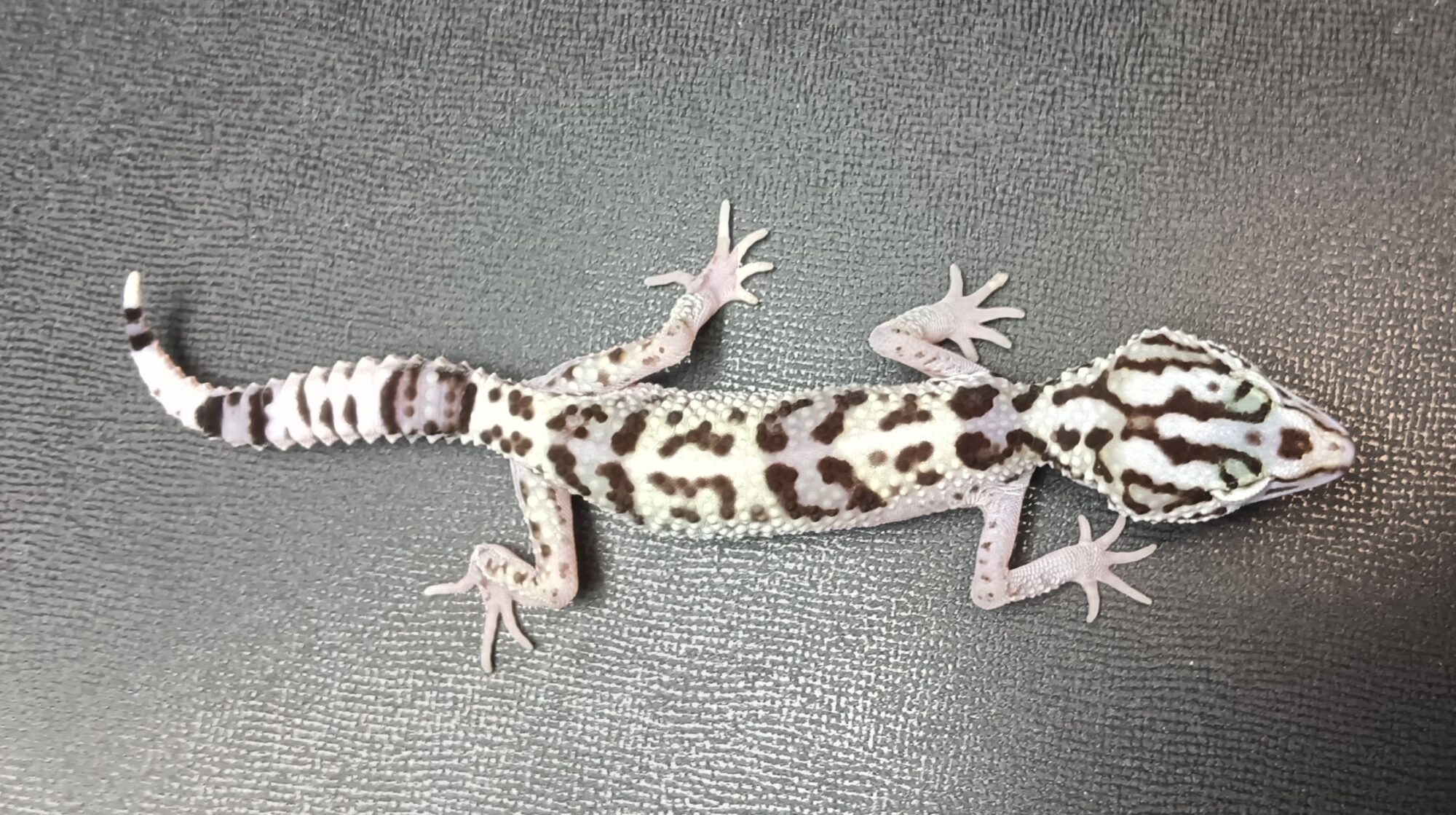 オバケトカゲモドキ　イーラム　販売