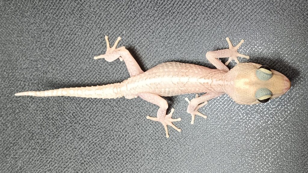 ソメワケササクレヤモリ 販売