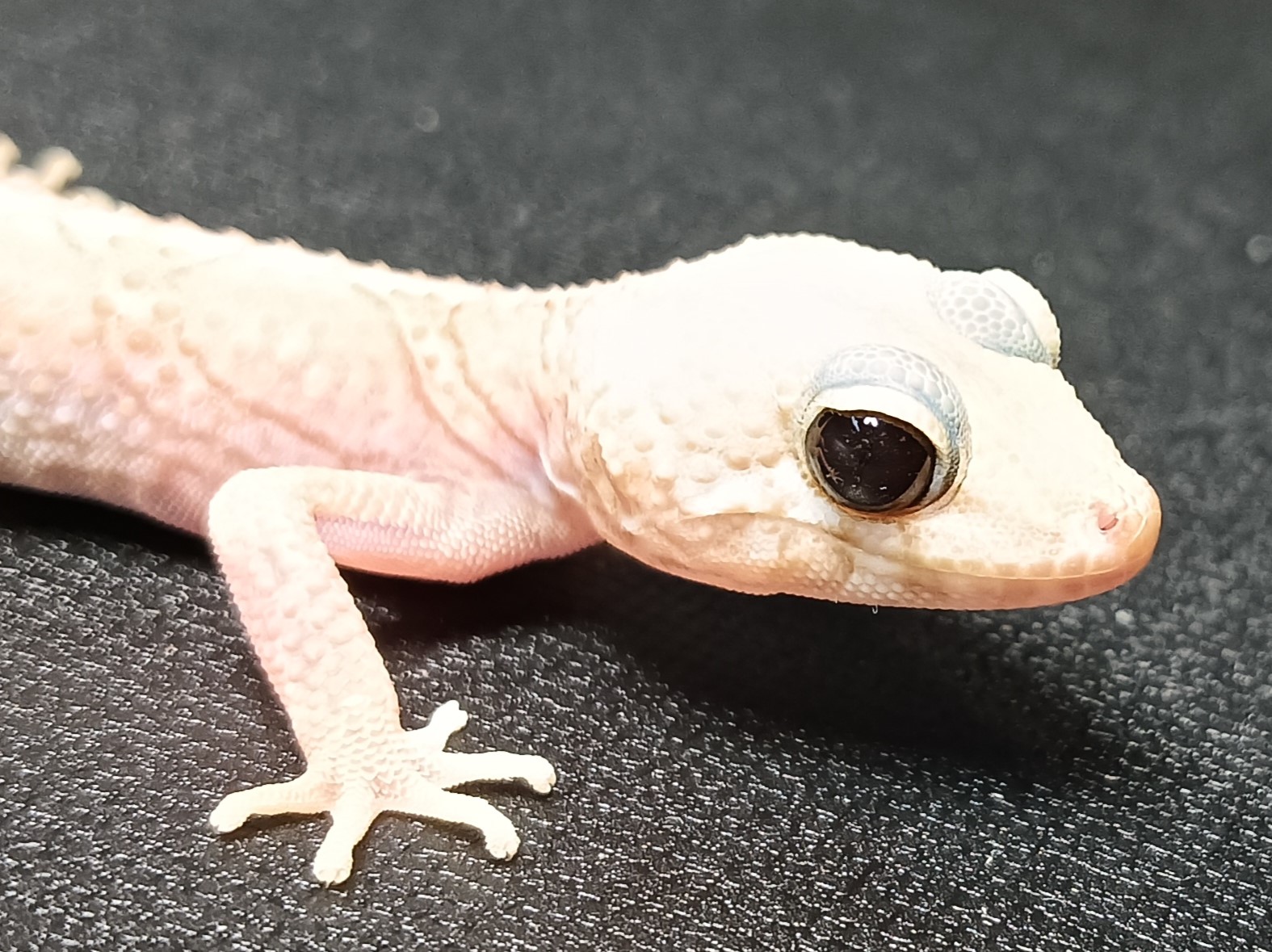 ソメワケササクレヤモリ　SS2825