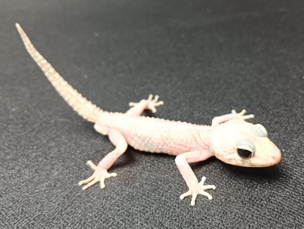 ソメワケササクレヤモリ　販売