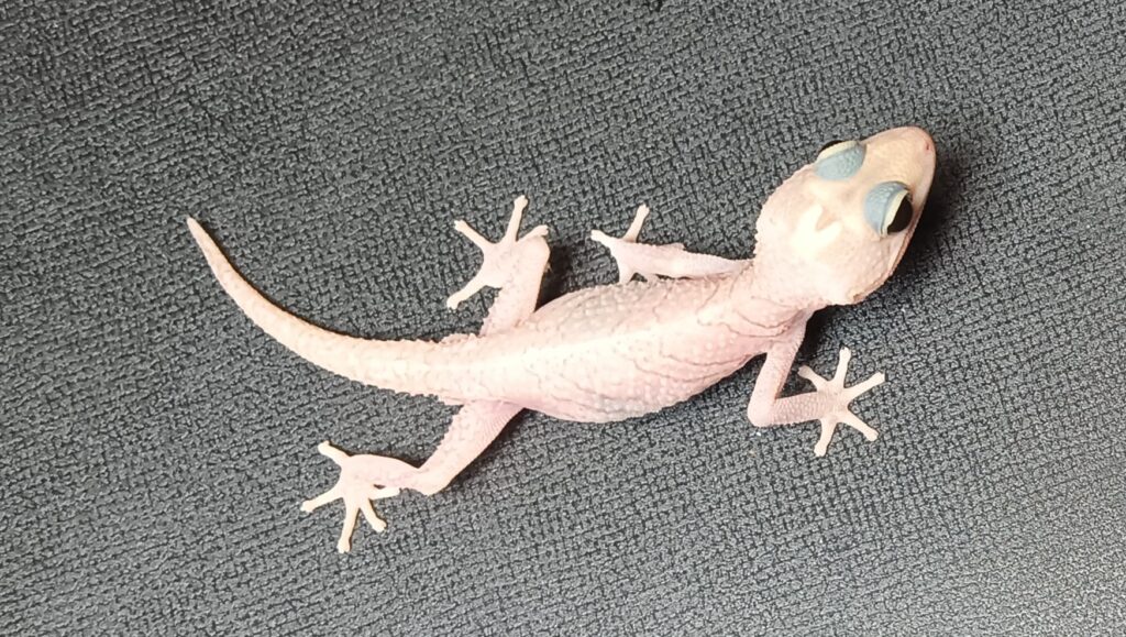 ソメワケササクレヤモリ　販売