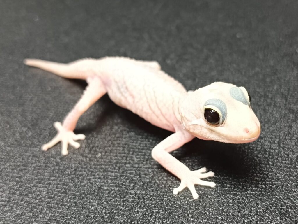 ソメワケササクレヤモリ　販売