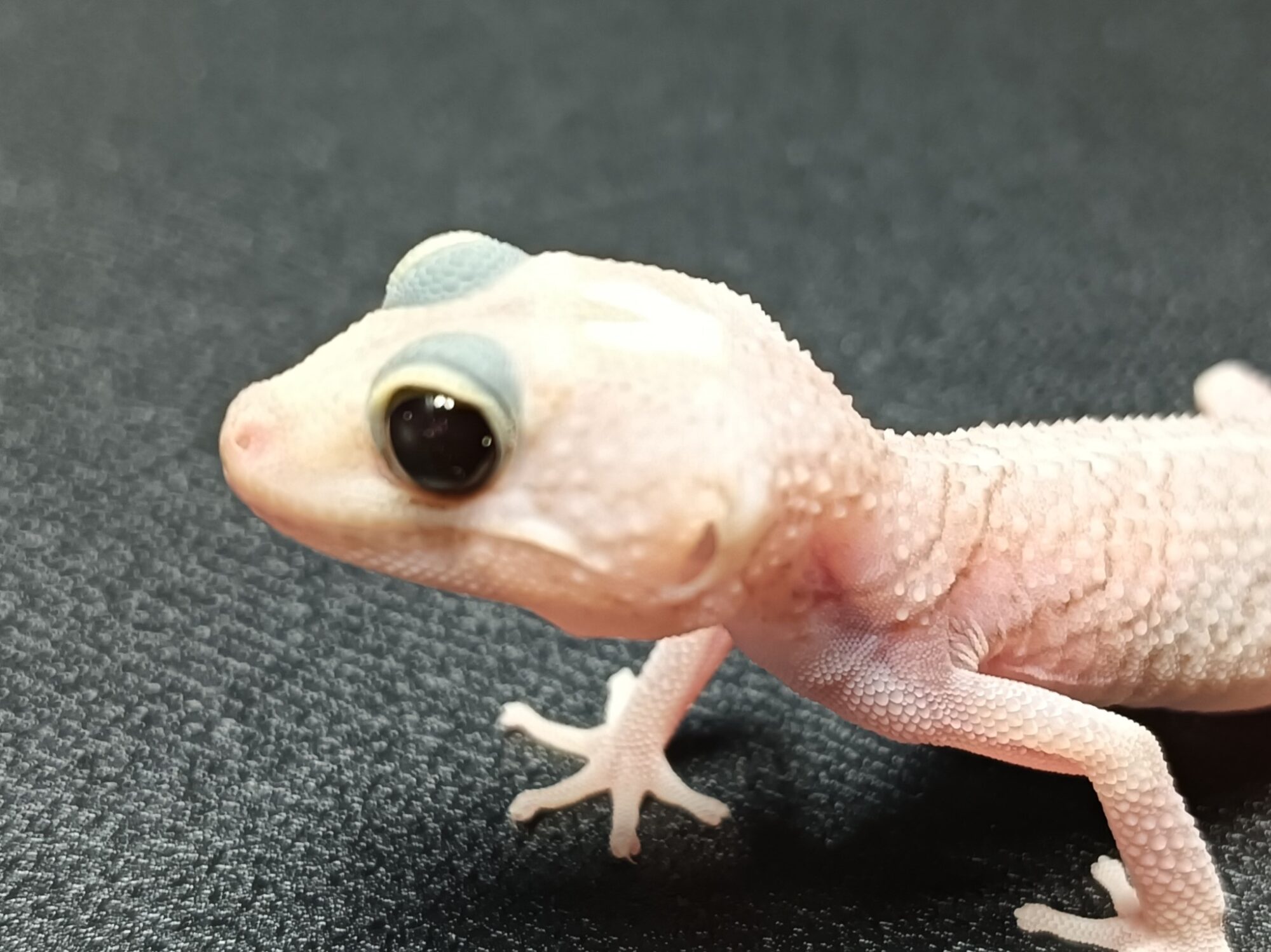 ソメワケササクレヤモリ　SS2925