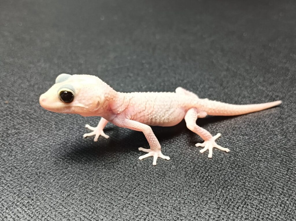 ソメワケササクレヤモリ　販売