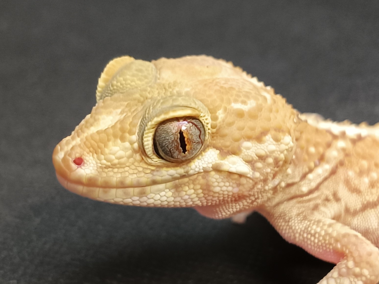 ソメワケササクレヤモリ