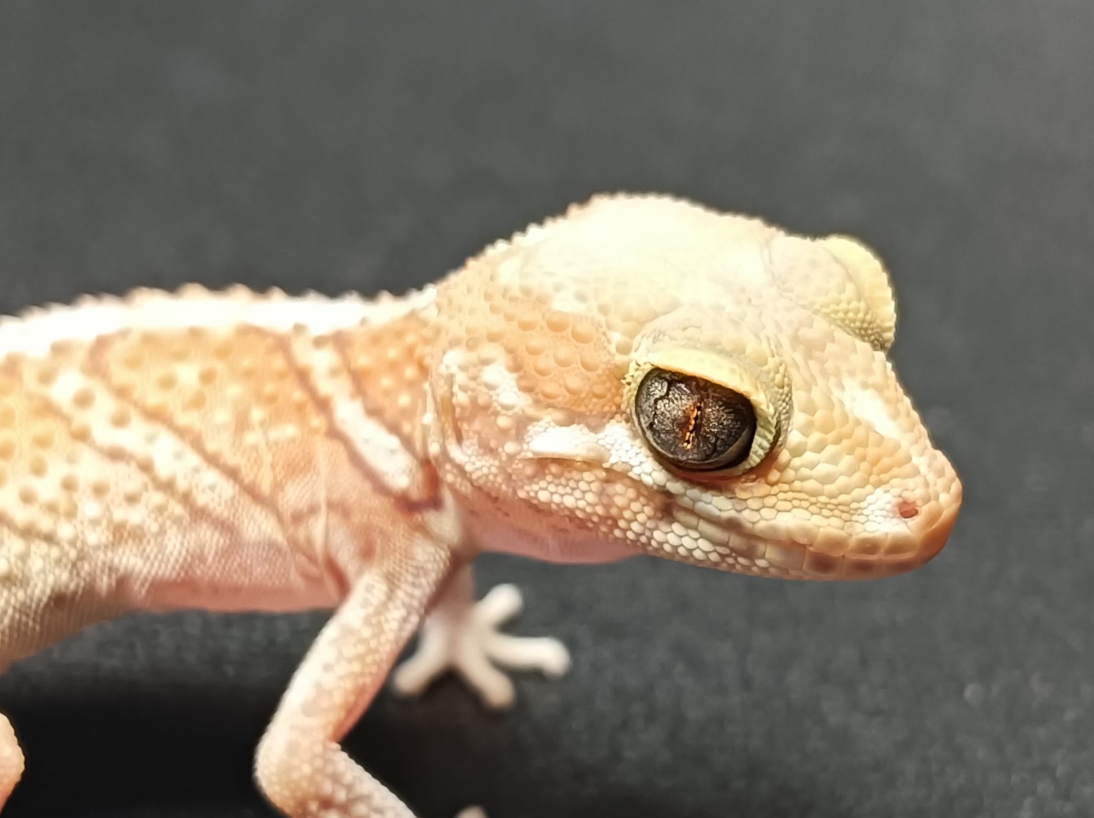 ソメワケササクレヤモリ　SS3025