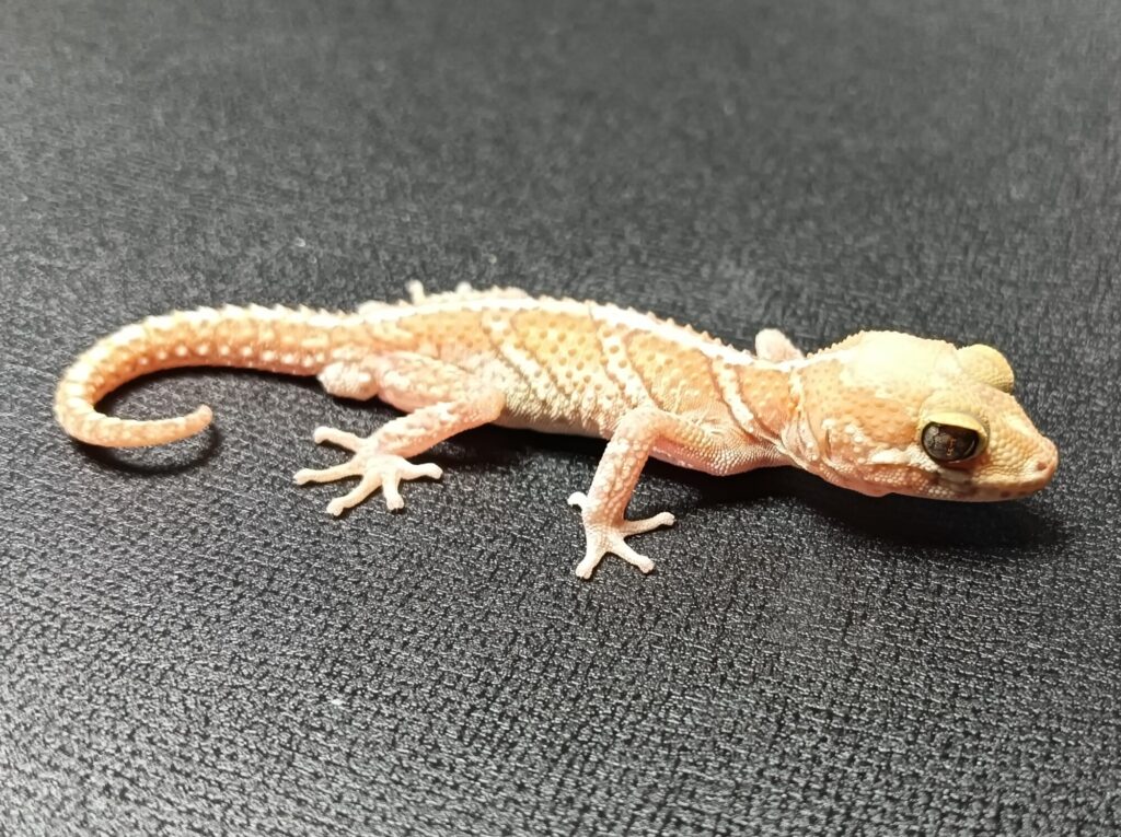 ソメワケササクレヤモリ　販売