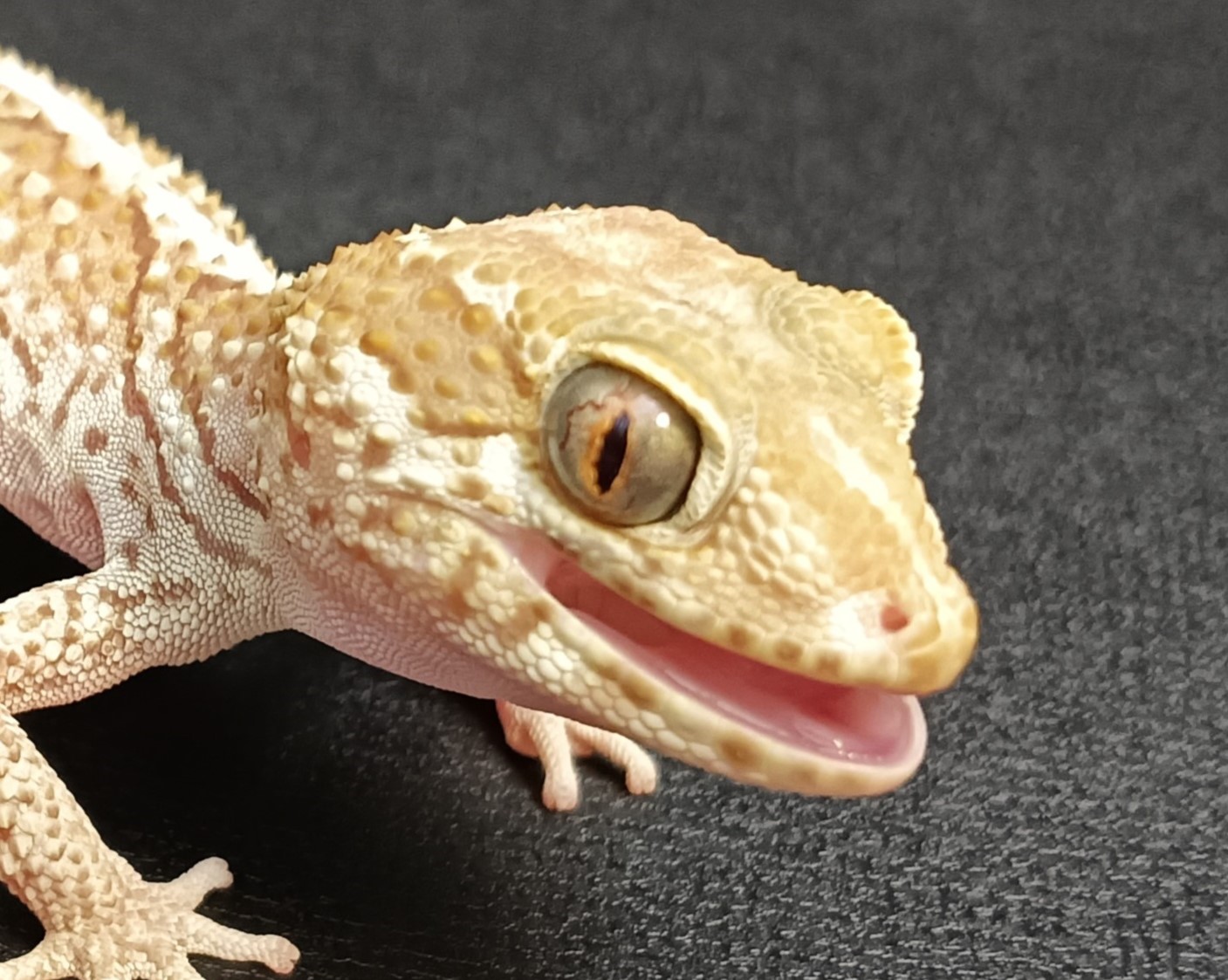 ソメワケササクレヤモリ