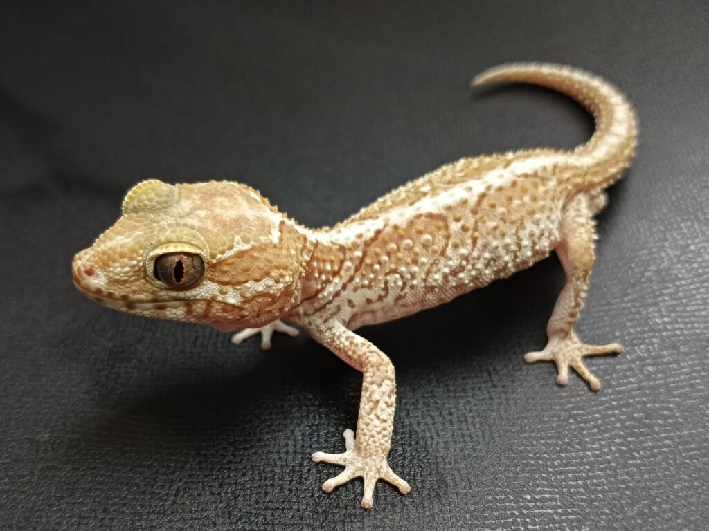 ソメワケササｋスレヤモリ