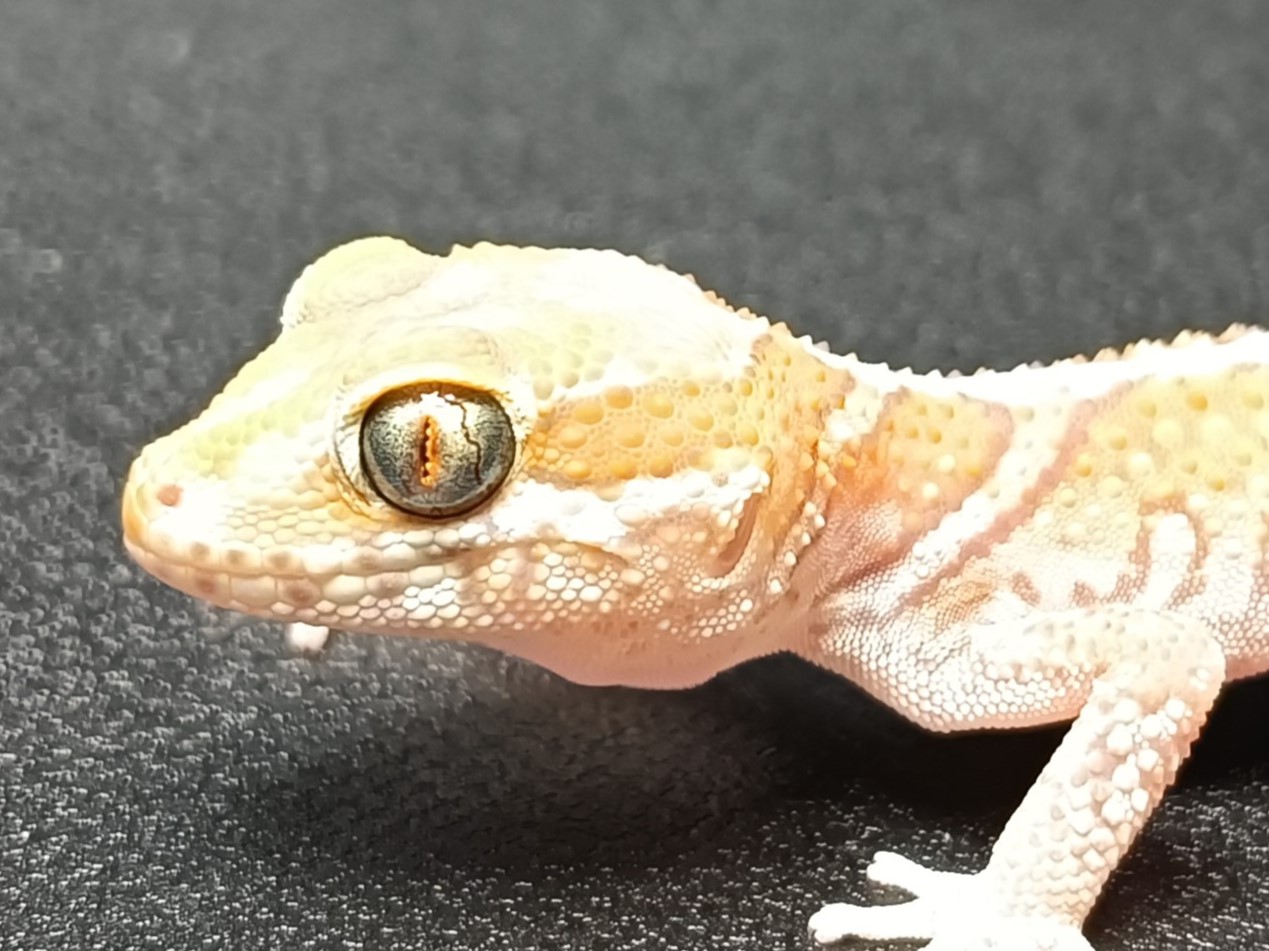 ソメワケササクレヤモリ　SS3125