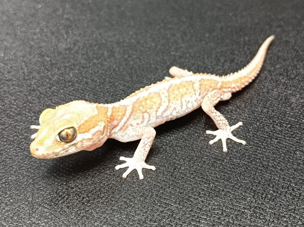 ソメワケササクレヤモリ　販売