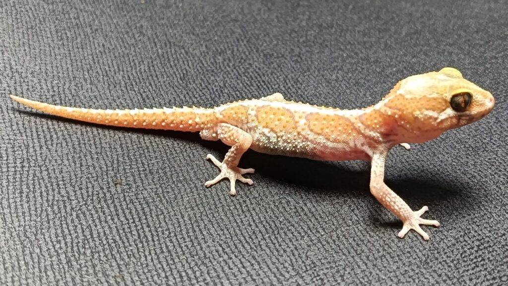 ソメワケササクレヤモリ　販売