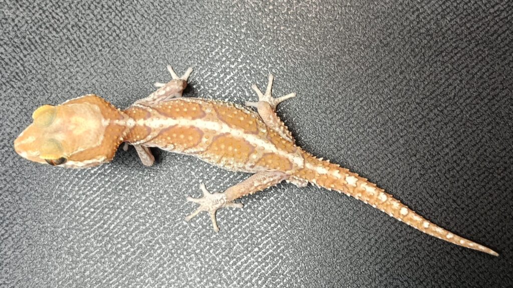 ソメワケササクレヤモリ　販売