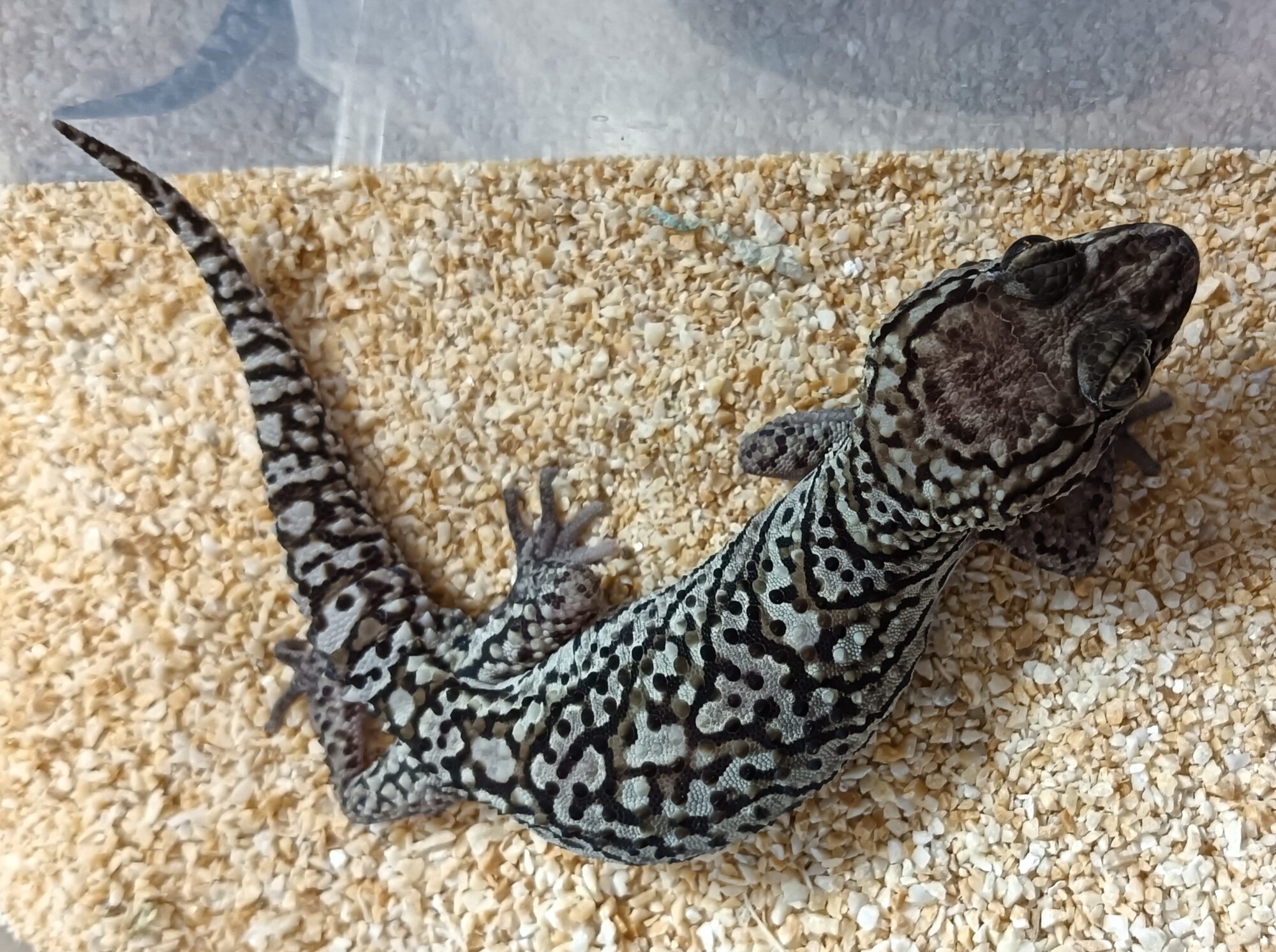 ソメワケササクレヤモリ 販売