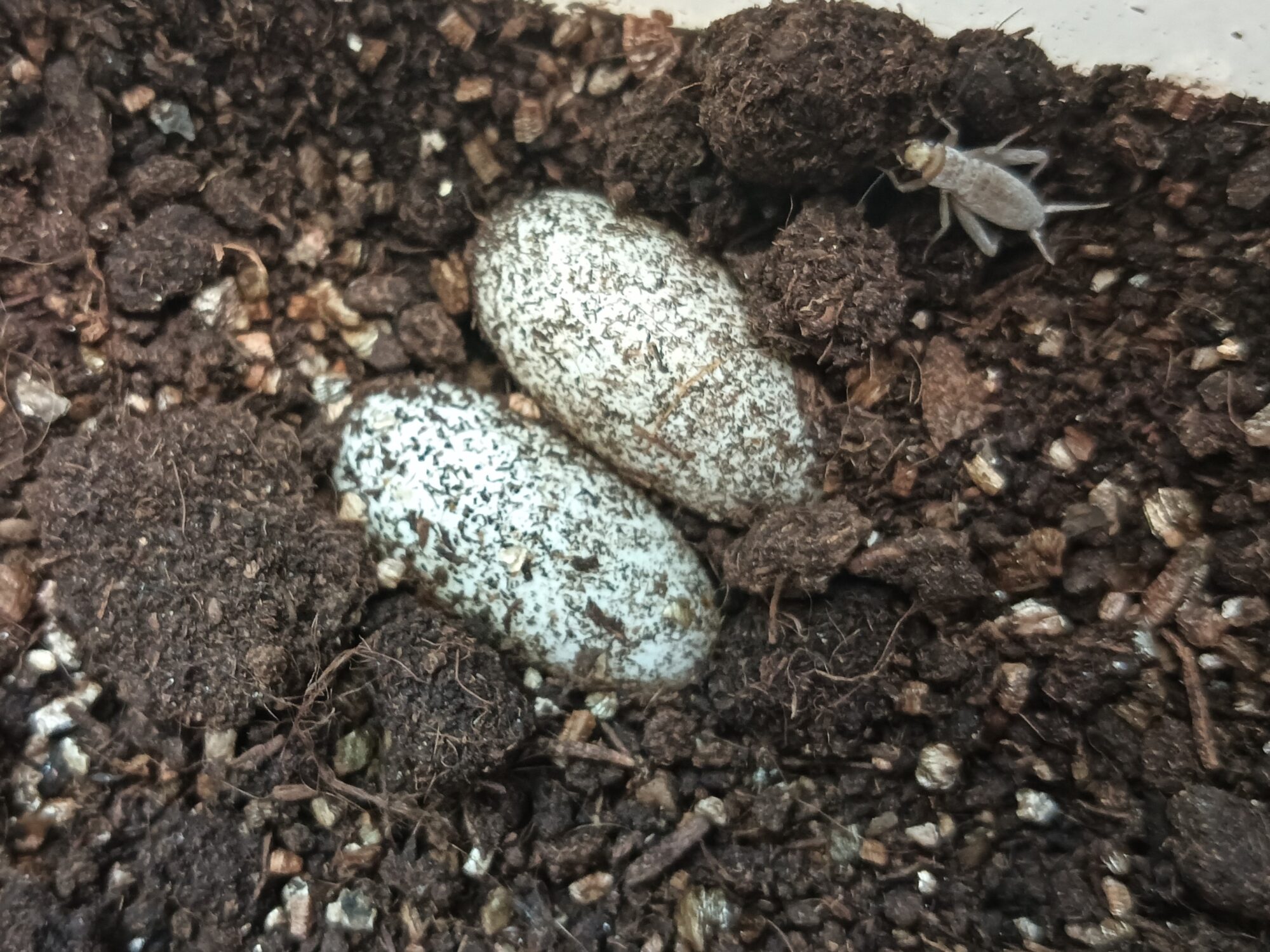 アンダーウッディサウルス・ミリー　販売