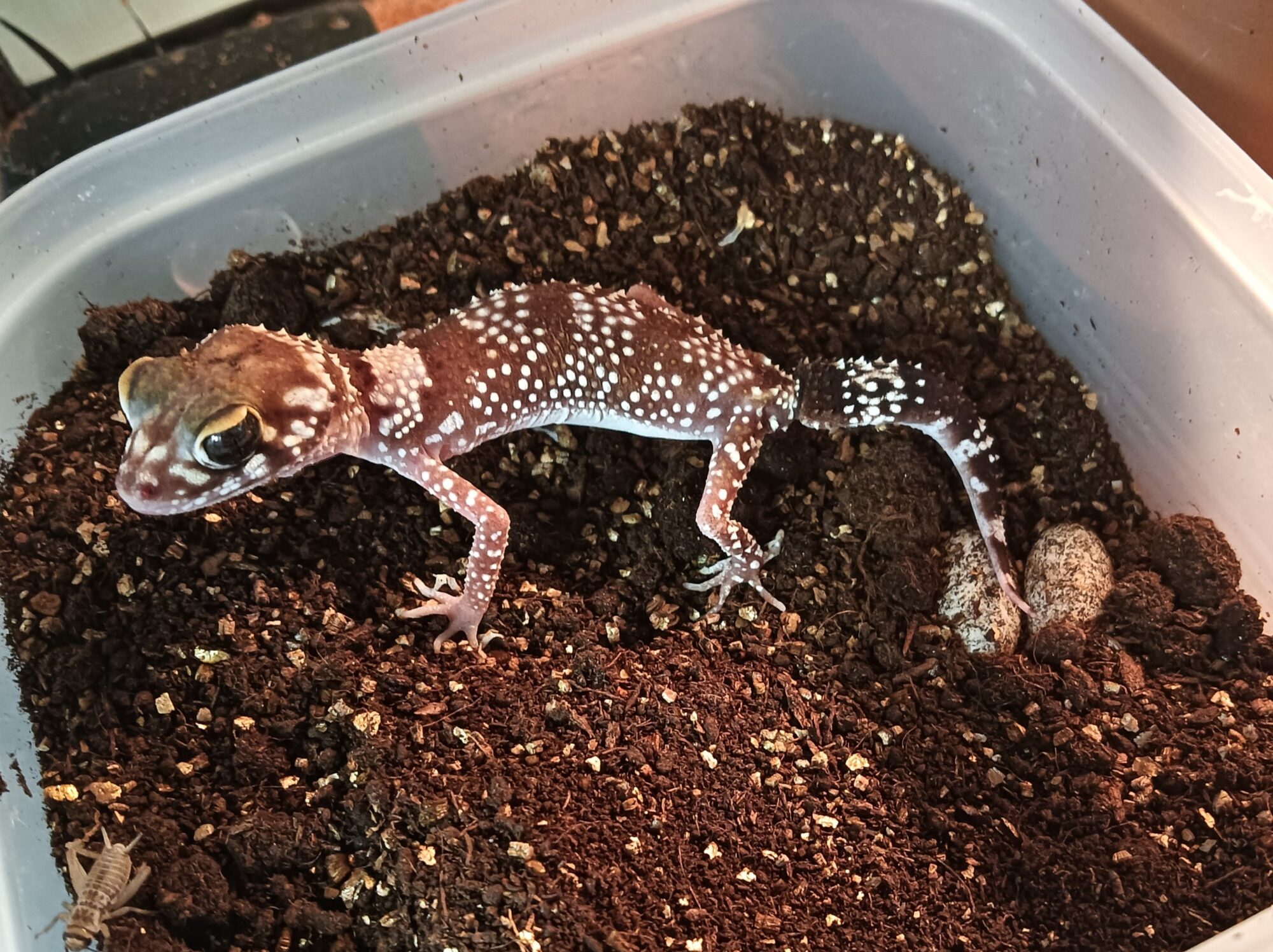 アンダーウッディサウルス・ミリー　販売