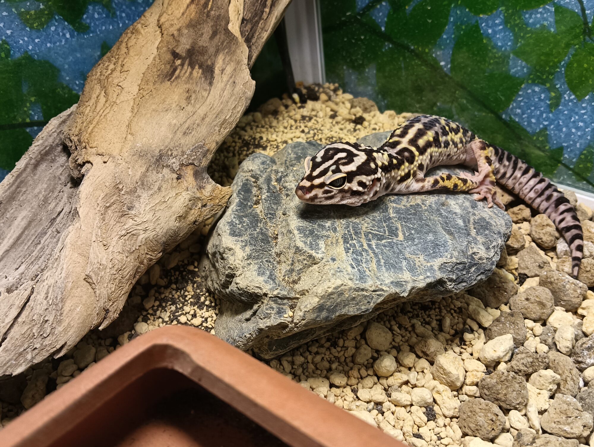 岩の上のオバケ