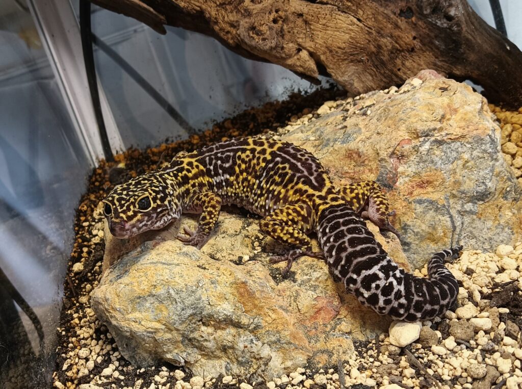 サトプラトカゲモドキ