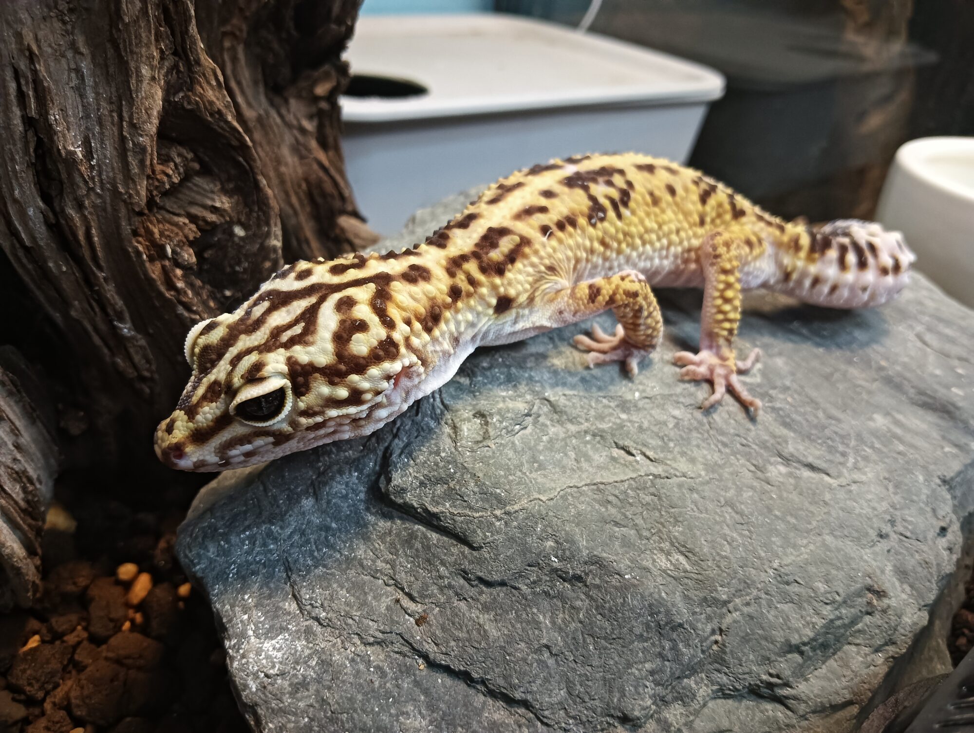 なごみごのみ『岩の上のオバケ』