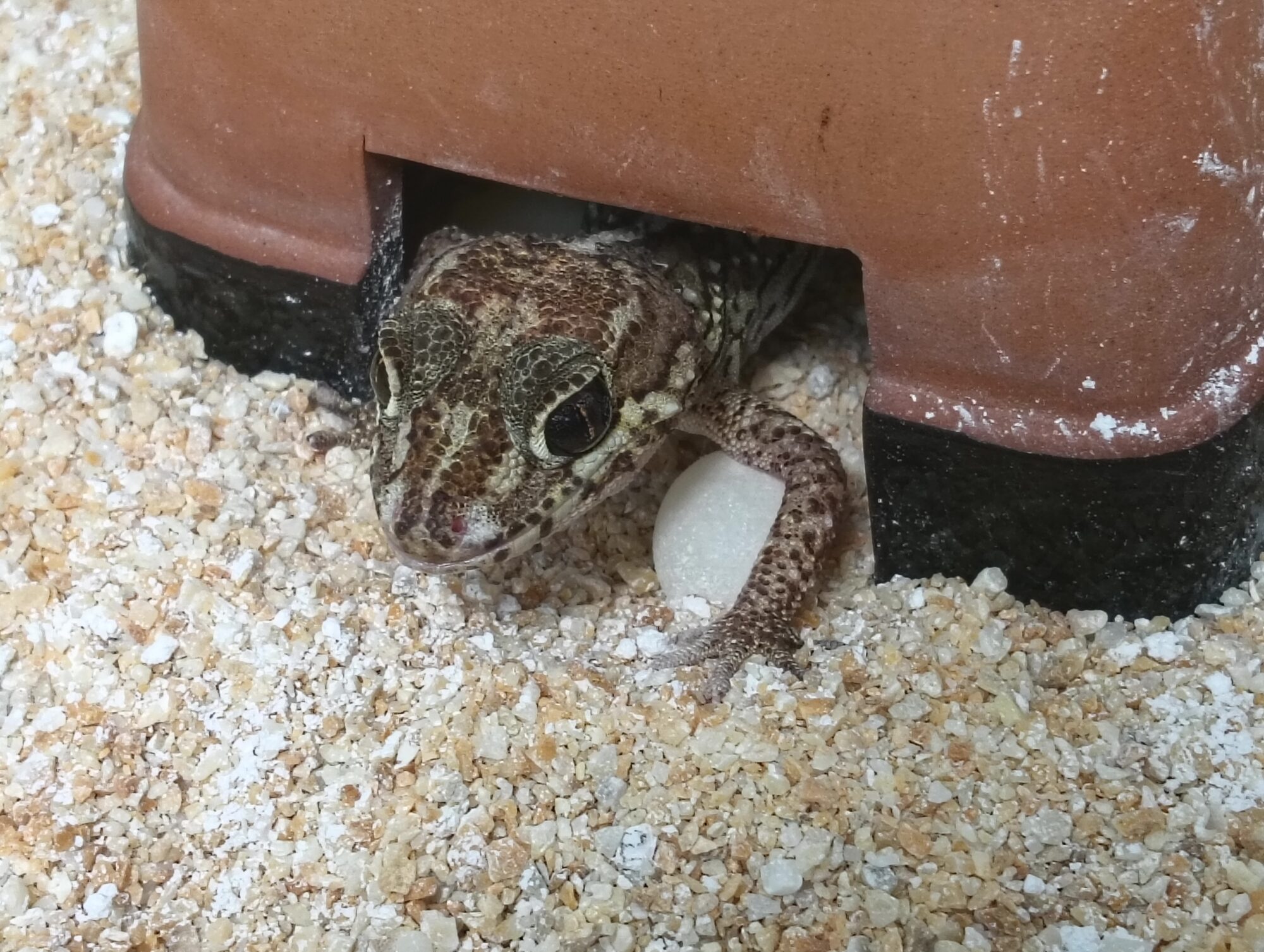 ソメワケササクレヤモリ 販売