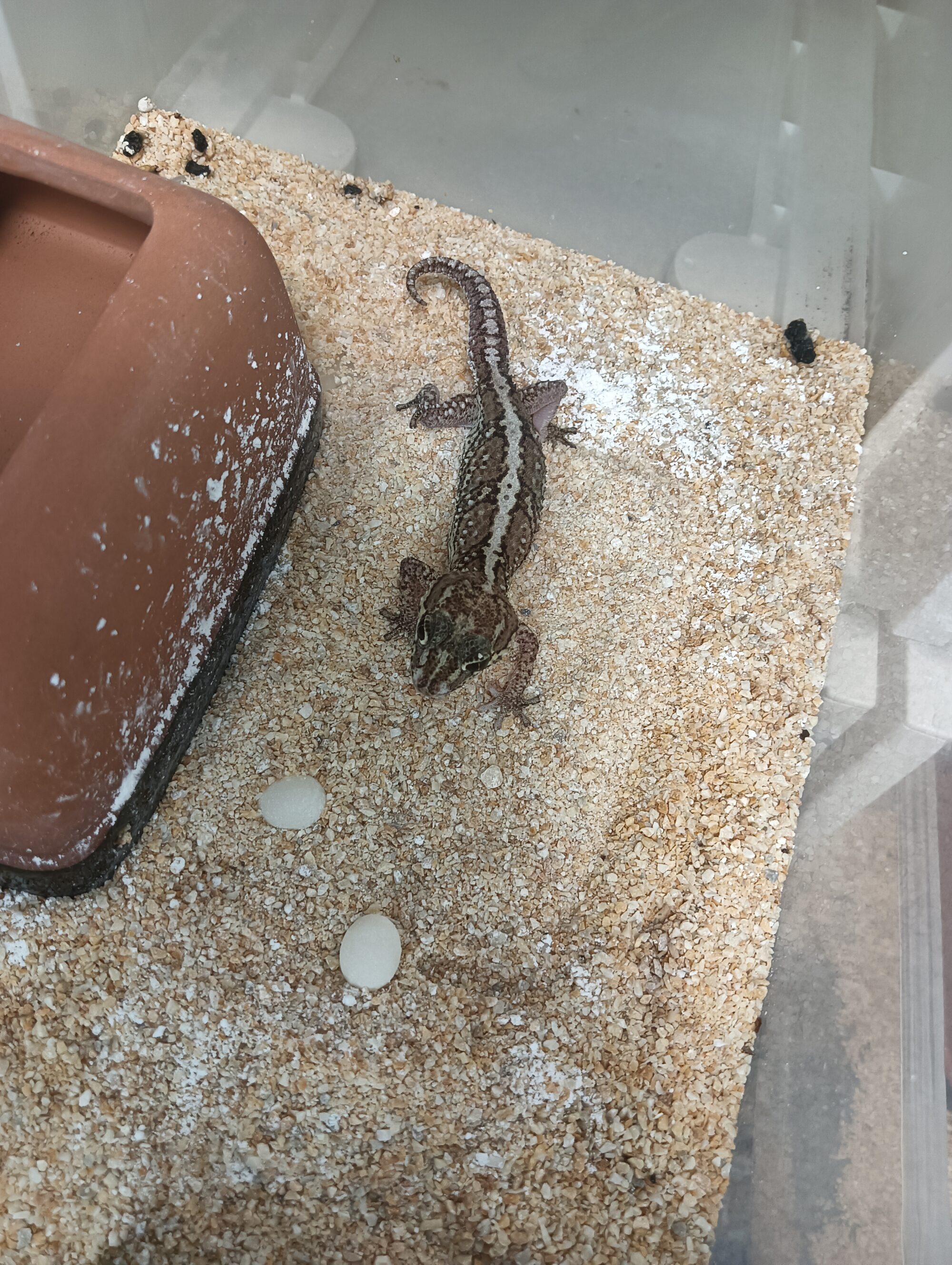 ソメワケササクレヤモリ 販売