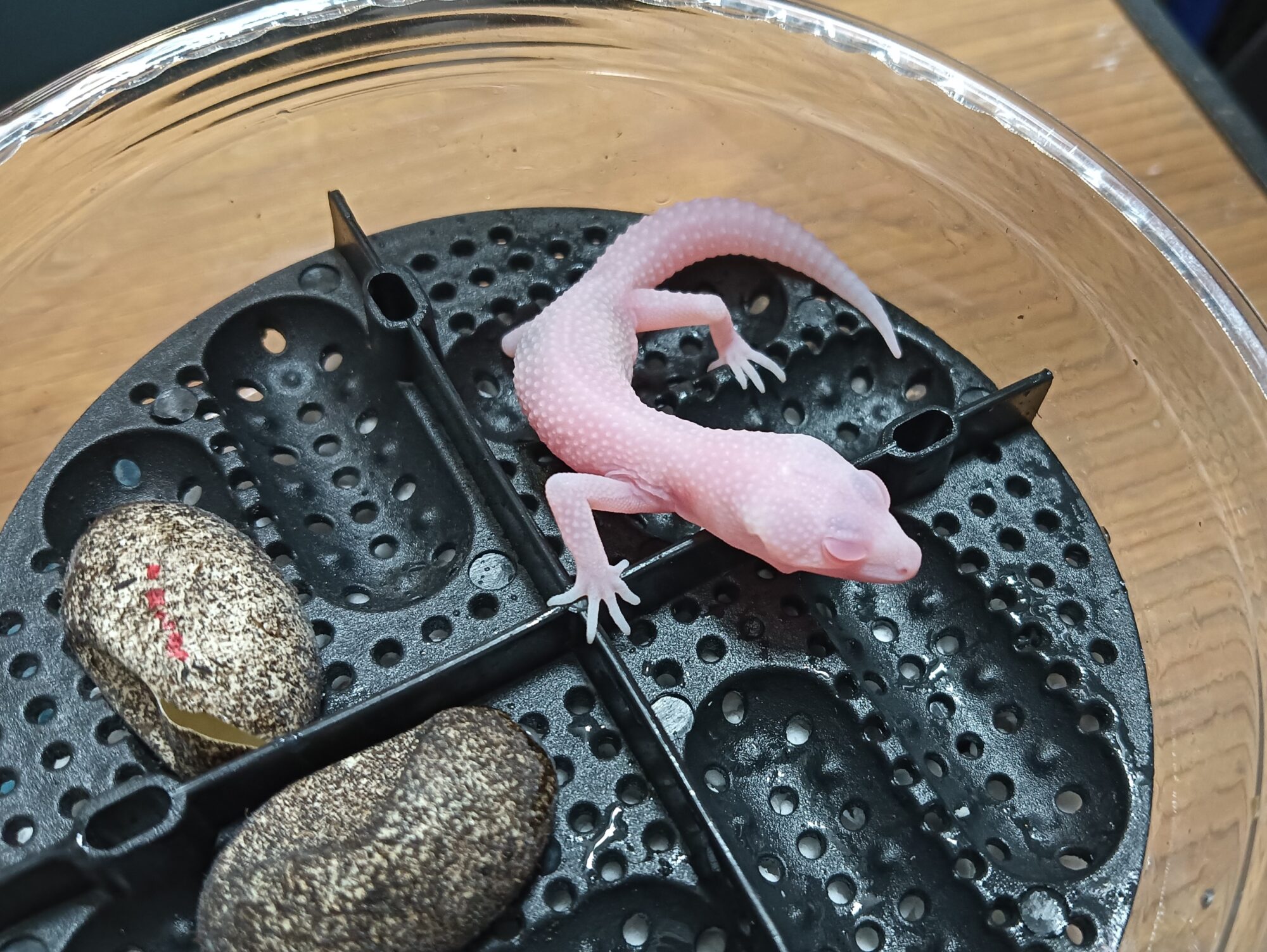 レオパ ベビー