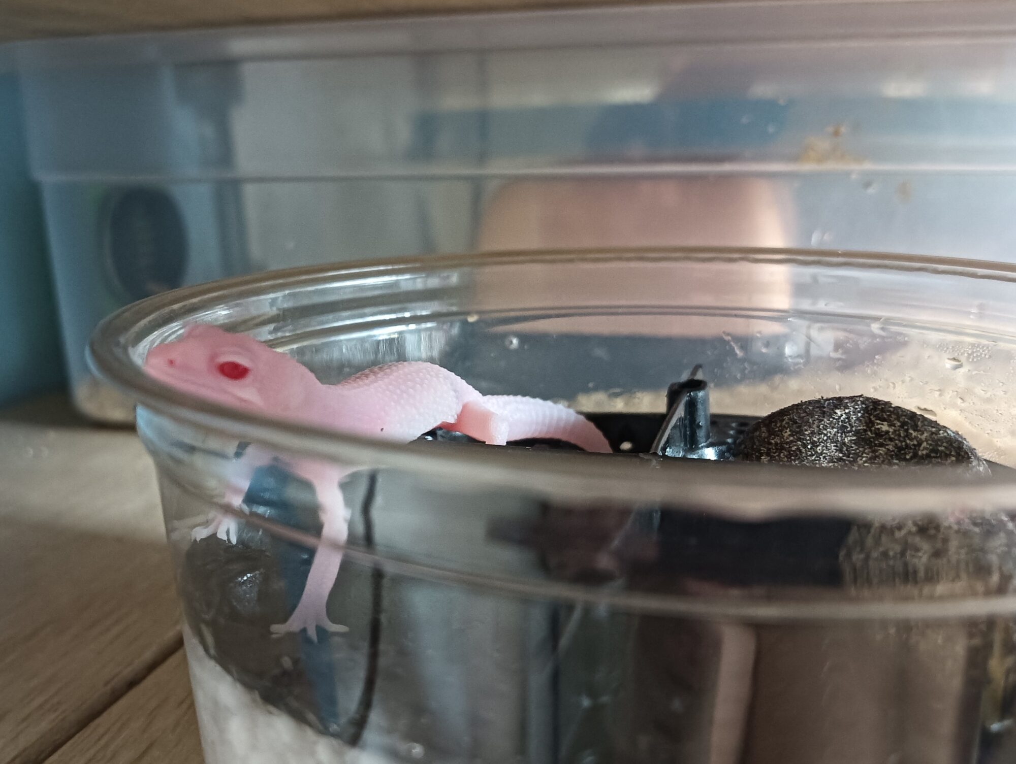 レオパ　ベビー