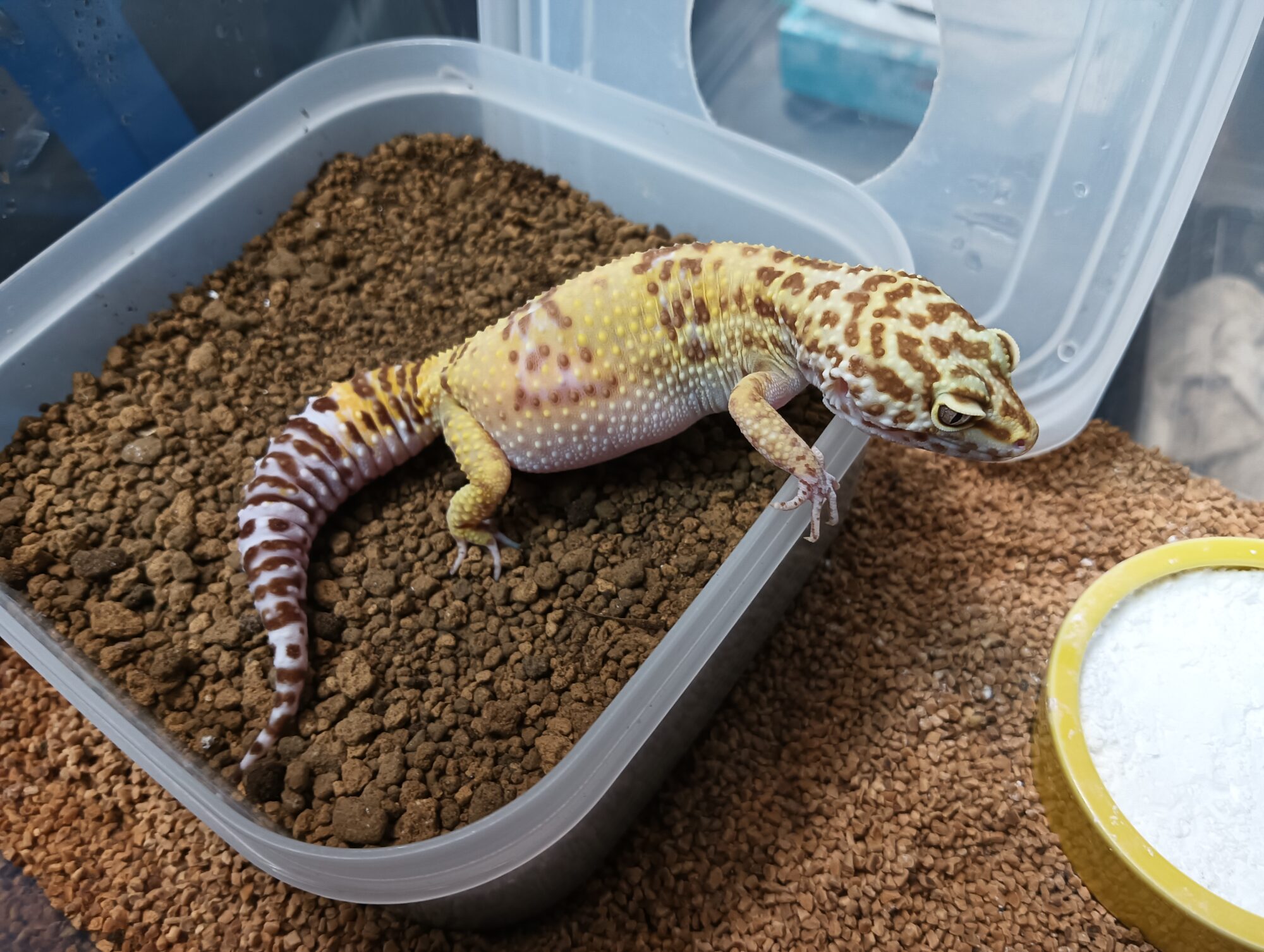 れぷばん での お迎え方法ご案内