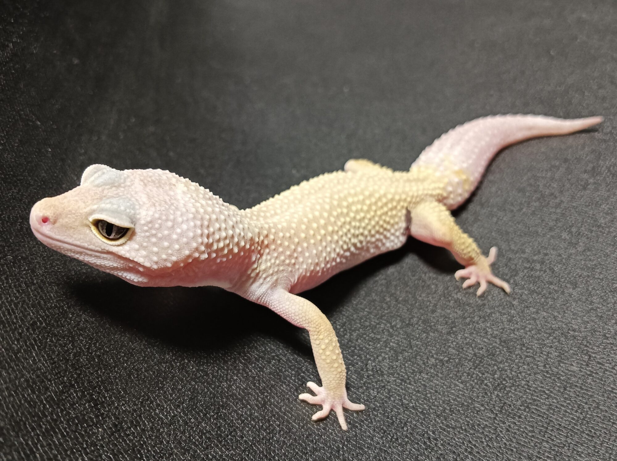 ヒョウモントカゲモドキ　販売