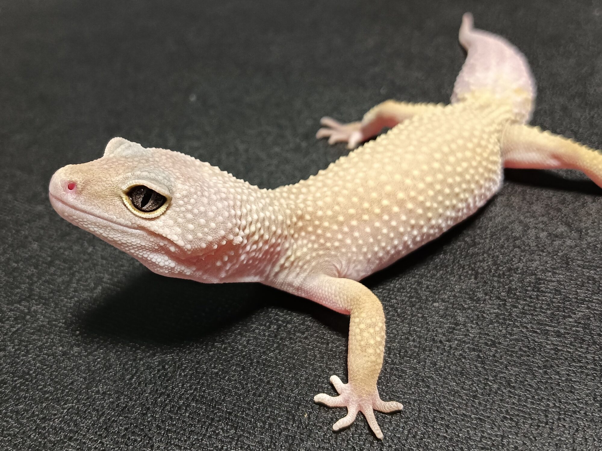 ヒョウモントカゲモドキ　販売