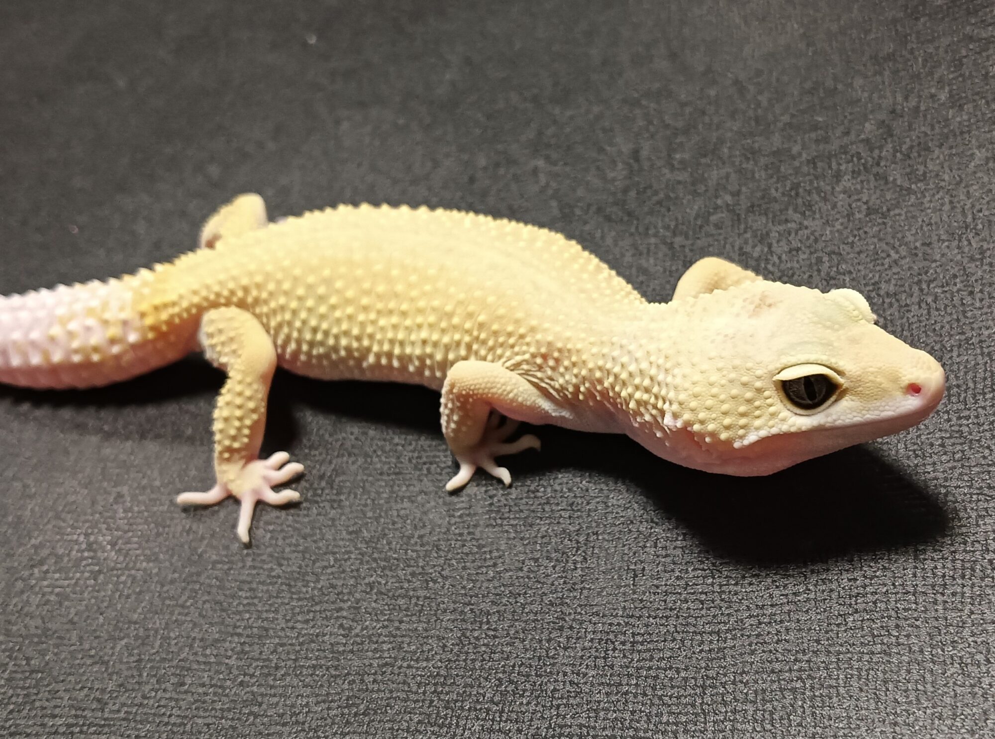 ヒョウモントカゲモドキ 販売
