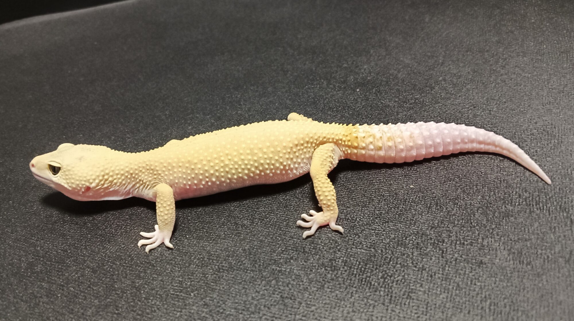 ヒョウモントカゲモドキ 販売