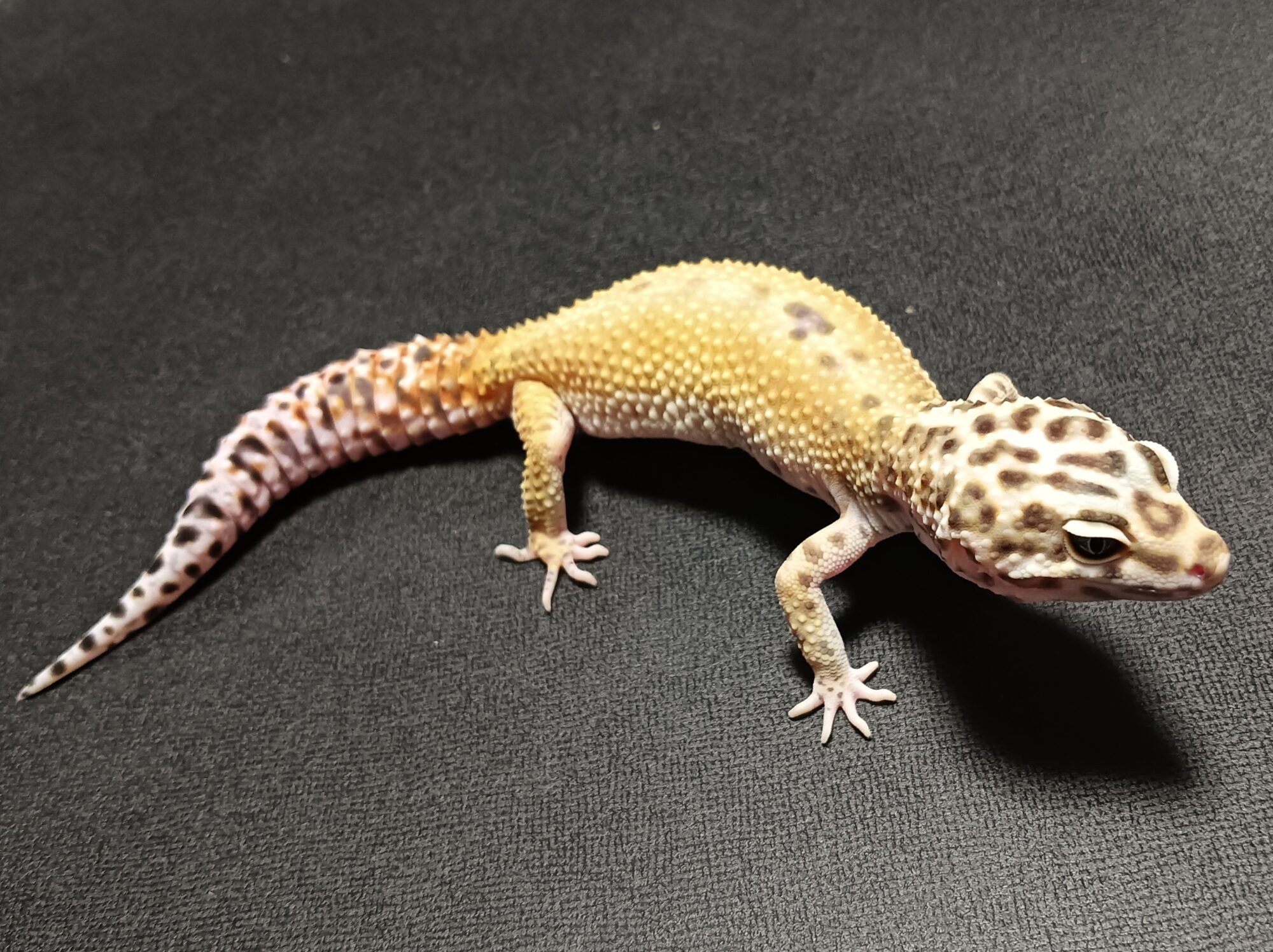 ヒョウモントカゲモドキ　販売