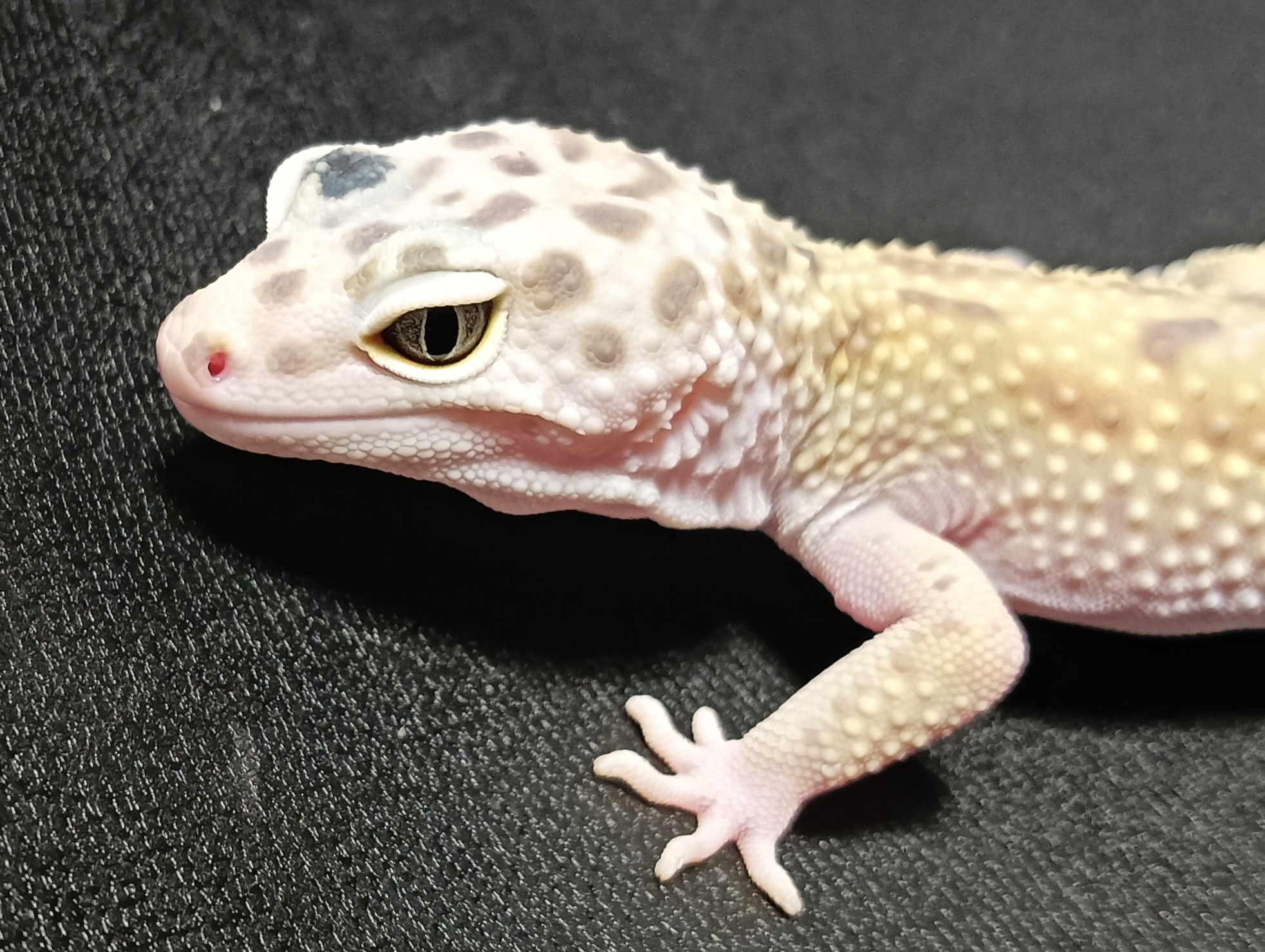 ヒョウモントカゲモドキ　販売