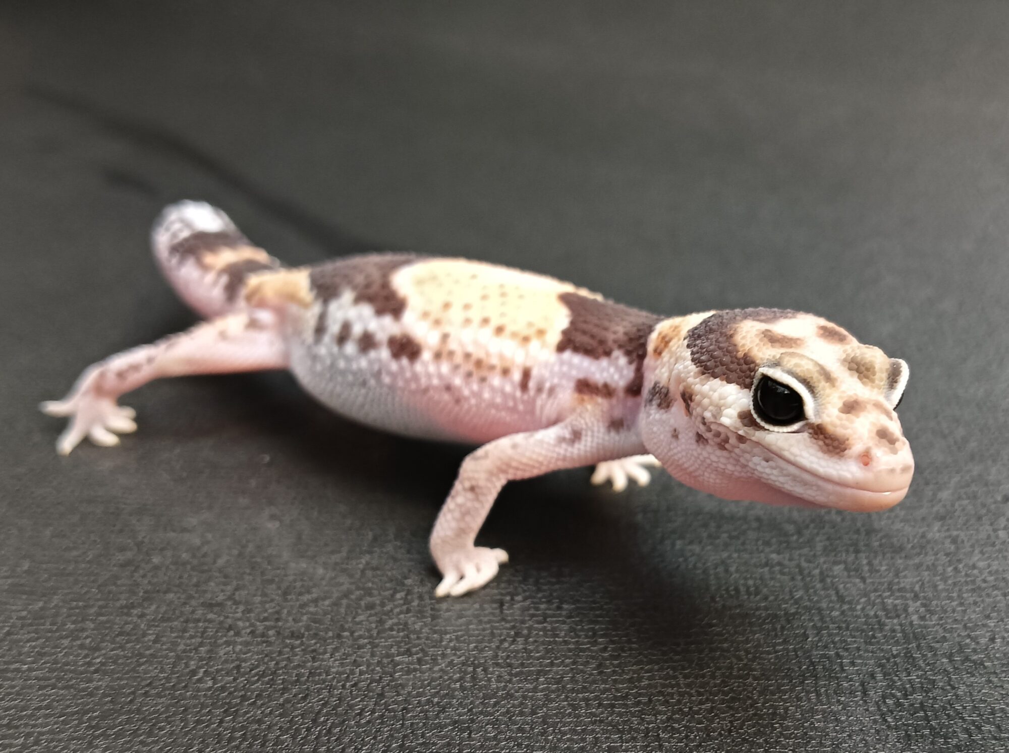 ニシアフ
