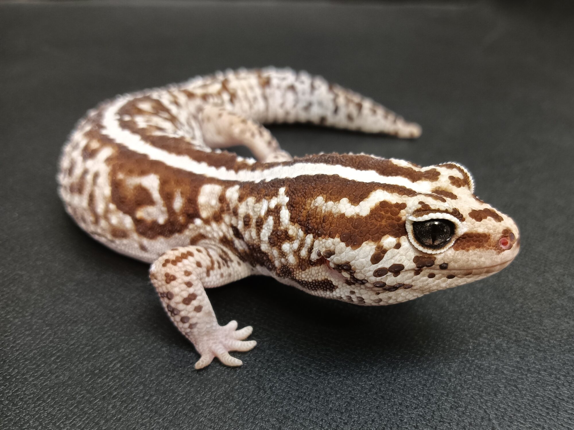 ニシアフ